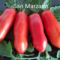 San Marzano